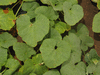 Cucumis melo flexuosus Metki white (Concombre armenien); feuilles