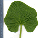 Cucumis melo flexuosus Metki white (Concombre armenien); feuilles