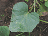 Cucumis melo Banana; feuilles