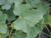 Cucumis melo Jake's; feuilles