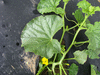 Cucumis melo Jenny Lind; feuilles