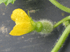 Cucumis melo Melon de Bellegarde; fleurs-F