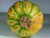 Cucumis melo Melon de Bellegarde; ombilics