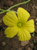 Cucumis carolinus (Soudan); fleurs-F