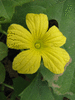 Cucumis carolinus (Soudan); fleurs-M