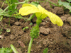 Cucumis carolinus (Soudan); fleurs-F
