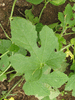 Cucumis carolinus (Soudan); feuilles