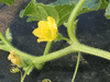 Cucumis melo Esperanza de oro; fleurs-M