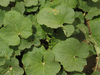 Cucumis melo Esperanza de oro; feuilles