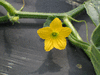 Cucumis callosus ; fleurs-M