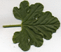 Cucumis callosus ; feuilles