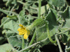 Cucumis prophetarum ; fleurs-F