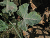 Cucumis prophetarum ; feuilles