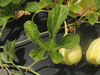 Cucumis anguria Concombre des Antilles liso calcuta; feuilles