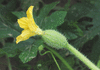 Cucumis anguria Concombre des Antilles liso calcuta; fleurs-F