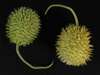 Cucumis hirsutus ; fruits