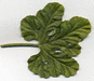 Cucumis hirsutus ; feuilles