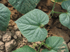 Cucumis metuliferus Kiwano sauvage; feuilles