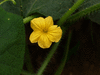 Cucumis metuliferus Kiwano sauvage; fleurs-M