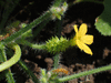 Cucumis metuliferus Kiwano sauvage; fleurs-F