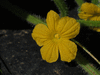 Cucumis metuliferus Metulon rond; fleurs-M