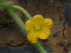 Cucumis metuliferus Metulon rond; fleurs-F