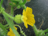 Cucumis metuliferus Metulon rond; fleurs-F