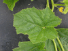 Cucumis melo Blanco de Ribatejo; feuilles