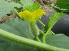 Cucumis melo Ogen (Haogen) de poche; fleurs-F