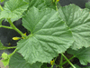 Cucumis melo Ogen (Haogen) de poche; feuilles
