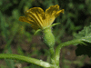 Praecitrullus fistulosus  Tinda; fleurs-F