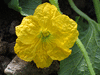 Praecitrullus fistulosus  Tinda; fleurs-F