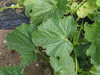 Praecitrullus fistulosus  Tinda; feuilles