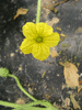 Cucumis zambianus ; fleurs-F