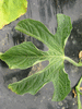 Cucumis zambianus ; feuilles