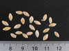 Cucumis zambianus ; graines