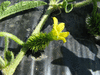 Cucumis  insignis ; fleurs-F