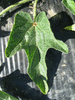 Cucumis  insignis ; feuilles