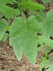 Cucumis prophetarum dissectus; feuilles