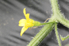 Cucumis prophetarum dissectus; fleurs-M