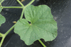 Cucumis melo Casca de Carvalho; feuilles