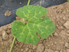 Cucurbita ficifolia Courge du Siam; feuilles