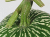 Cucurbita ficifolia Courge du Siam; pedoncules
