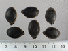 Cucurbita ficifolia Courge du Siam; graines