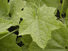 Luffa acutangula Ping Ann; feuilles