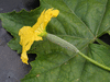 Luffa cylindrica Courge éponge; fleurs-F