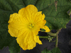Luffa cylindrica Courge éponge; fleurs-F