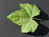 Melothria scabra ; feuilles