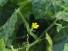 Melothria scabra ; fleurs-M
