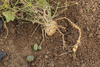 Melothria scabra ; racines